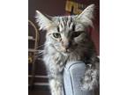 Adopt Bella a Brown Tabby Domestic Shorthair / Mixed (medium coat) cat in Allen