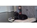 Adopt McGraw a Black Labrador Retriever / Hound (Unknown Type) / Mixed dog in