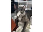 Adopt Silas a Gray or Blue Domestic Shorthair (short coat) cat in Wilmington