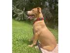 Adopt Venus de Milo a Labrador Retriever / Mixed dog in St.