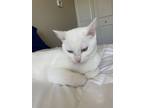 Adopt Boo a White Domestic Shorthair / Mixed (short coat) cat in Portland