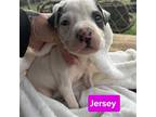 Adopt Orphan 4 Jersey a White - with Brown or Chocolate Labrador Retriever /