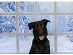 Adopt Brick a Black German Shepherd Dog / Mixed dog in Humboldt, AZ (41280031)
