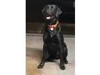 Adopt Trooper a Black Labrador Retriever / Mixed dog in New Caney, TX (41285969)