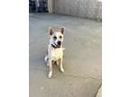 Adopt Bingo a White - with Brown or Chocolate Australian Cattle Dog / Mixed dog