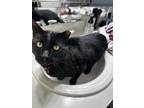Adopt Fritz a All Black Domestic Shorthair / Mixed (short coat) cat in Cheyenne