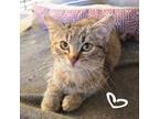 Adopt Stripes a Domestic Shorthair / Mixed (short coat) cat in St.