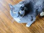 Adopt TRIXIE a Gray or Blue British Shorthair / Mixed (short coat) cat in