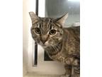 Adopt Queenie a Brown Tabby Domestic Shorthair (short coat) cat in Chino