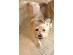 Adopt Nicki a Tan/Yellow/Fawn - with White Westie, West Highland White Terrier /