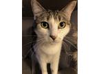 Adopt Cheese a Brown or Chocolate (Mostly) Domestic Shorthair (short coat) cat