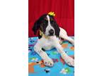 Adopt Hartlynn a Hound (Unknown Type) / Mixed dog in Darlington, SC (41188551)