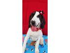 Adopt Heidi a Hound (Unknown Type) / Mixed dog in Darlington, SC (41188548)