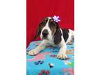 Adopt Hadley a Hound (Unknown Type) / Mixed dog in Darlington, SC (41188547)