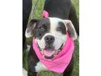 Adopt Evie a Terrier (Unknown Type, Small) / Labrador Retriever / Mixed dog in