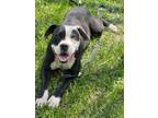 Adopt Evie a Terrier (Unknown Type, Small) / Labrador Retriever / Mixed dog in