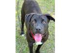 Adopt Suri a Labrador Retriever / Mixed dog in Darlington, SC (41037535)