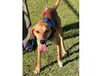 Adopt Woody a Labrador Retriever / Jack Russell Terrier / Mixed dog in