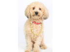 Adopt Kingsley a Red/Golden/Orange/Chestnut Poodle (Miniature) / Mixed dog in