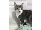 Adopt Gamora a Gray or Blue (Mostly) Domestic Shorthair (short coat) cat in