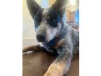 Adopt Blue a Gray/Blue/Silver/Salt & Pepper Australian Cattle Dog / Mixed dog in