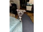 Adopt Bezel a Gray/Blue/Silver/Salt & Pepper American Pit Bull Terrier / Mixed