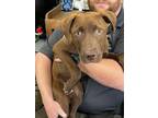 Adopt Kale - Adoptable a Labrador Retriever / Mixed Breed (Medium) / Mixed dog