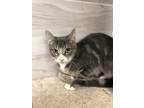 Adopt Nebula a Gray or Blue (Mostly) Domestic Shorthair (short coat) cat in