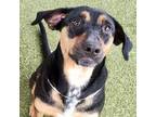 Adopt Chanel a Black - with Tan, Yellow or Fawn Redbone Coonhound / Chow Chow /