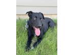 Adopt Shayne a Black - with White Border Collie / Mixed dog in Frisco