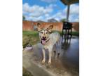 Adopt Cristal a White - with Gray or Silver Australian Cattle Dog / Mixed dog in