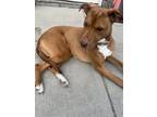 Adopt Daisy a Brown/Chocolate - with White Rhodesian Ridgeback / Mixed dog in El