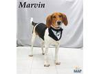 Adopt Marvin a White Treeing Walker Coonhound / Mixed dog in Newport