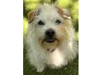 Adopt Tiffany a White - with Tan, Yellow or Fawn Parson Russell Terrier /