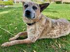 Adopt CARSON - smart, active trained loving a Australian Cattle Dog / Mixed dog