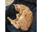 Adopt (Orphan) Bitsy a Orange or Red Tabby Domestic Shorthair cat in Calistoga