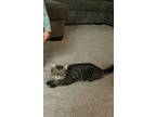 Adopt Ace a Gray or Blue (Mostly) American Shorthair / Mixed (short coat) cat in