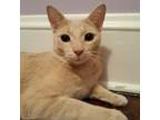 Adopt Brody (bonded with Hooper) a Tan or Fawn Tabby Domestic Shorthair (short