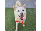 Adopt Bori a White - with Tan, Yellow or Fawn Jindo / Mixed dog in Vancouver