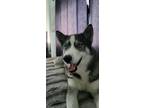 Adopt Luna a Gray/Silver/Salt & Pepper - with White Husky dog in Clearwater