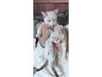 Adopt Hunter & Bianca a White (Mostly) Siamese / Mixed (short coat) cat in