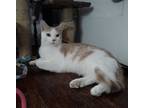 Adopt Hooper (Bonded with Brody) a White (Mostly) Domestic Shorthair (short