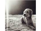 Adopt Darci Jo a Tan/Yellow/Fawn Wheaten Terrier / Mixed dog in Signal Mountain