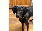 Adopt Grady--ALMOST STARVED TO DEATH a Black - with White Labrador Retriever /
