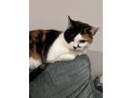 Adopt Phyllis a Calico or Dilute Calico Calico / Mixed (short coat) cat in