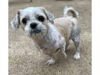 Adopt Ace a White Lhasa Apso / Shih Tzu / Mixed dog in Memphis, TN (40905803)