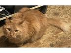 Adopt Zeus a Orange or Red Domestic Longhair / Mixed (long coat) cat in