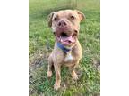 Adopt Daytona a Tan/Yellow/Fawn Mixed Breed (Large) / Mixed dog in Blackwood