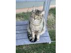 Adopt Muffin a Brown Tabby American Bobtail / Mixed (short coat) cat in Bastrop