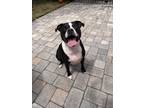 Adopt Loki a Black - with White Mutt / American Pit Bull Terrier / Mixed dog in